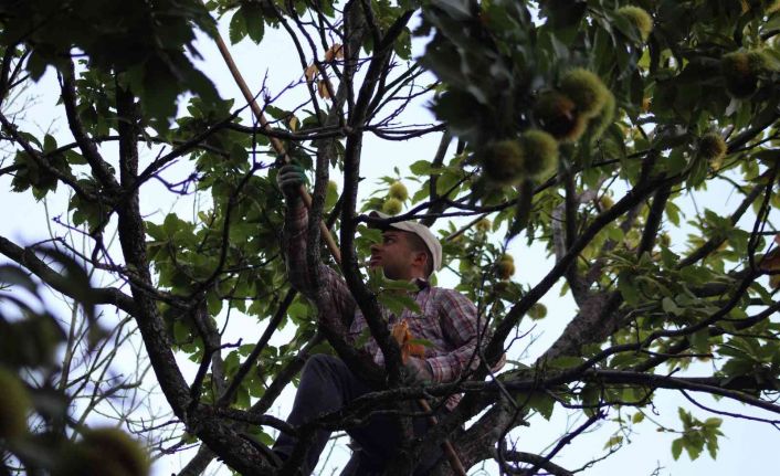 Ekmek parası için komando gibi ağaçlara tırmanıyor