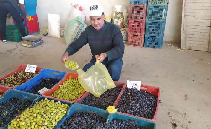 Hisarcık halkı salamura zeytin yapımına yöneldi