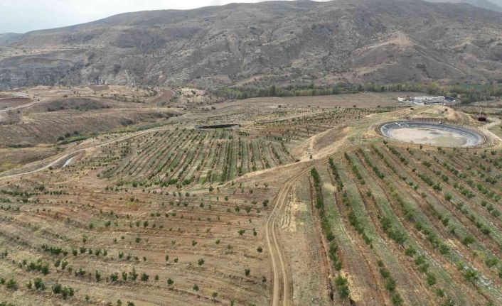İç Anadolu’nun en büyük ceviz bahçesinde ilk hasat yapıldı