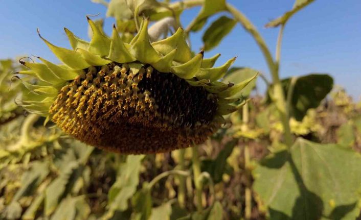 İzmir çiftçisi ayçiçek ekimine yöneldi