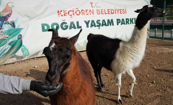 Keçiören’de sonbaharla birlikte doğal yaşam şenlendi