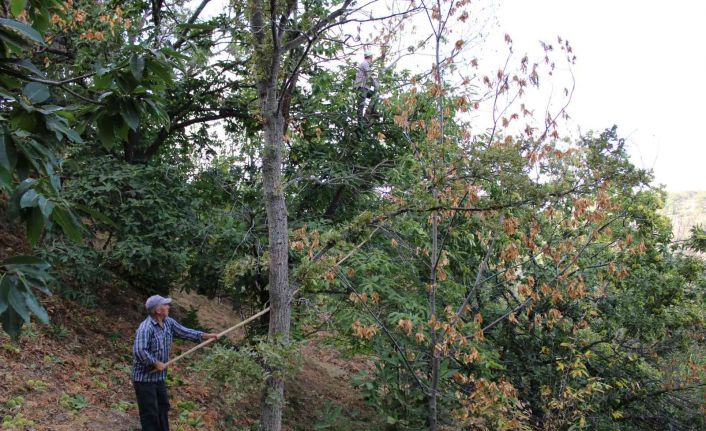 Kestanede ’dal kanseri’ üreticilerin korkulu rüyası oldu