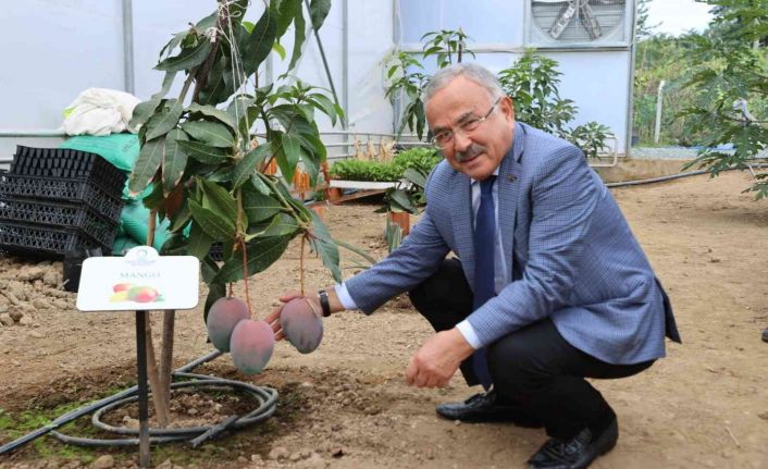 Ordu’da yeni trend: Tropikal meyve yetiştiriciliği