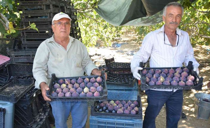 Toroslar’ın yüksek kesimlerinde incir hasadı sona erdi