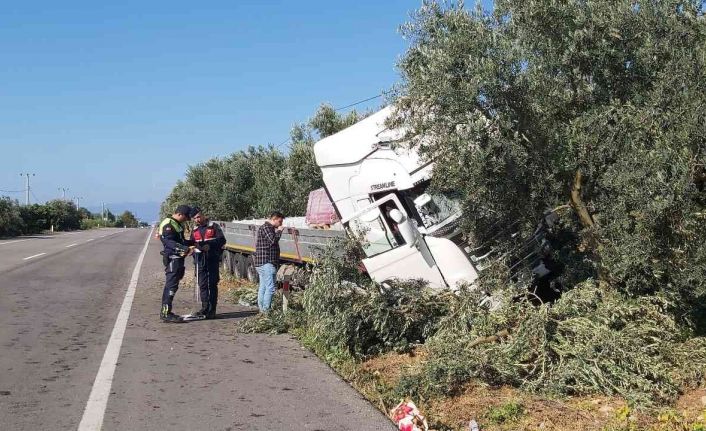 Uyuyan şoför zeytinliğe daldı