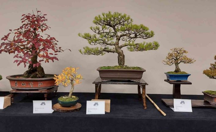 Yalova’da Uluslararası Bonsai Sempozyumu düzenlenecek