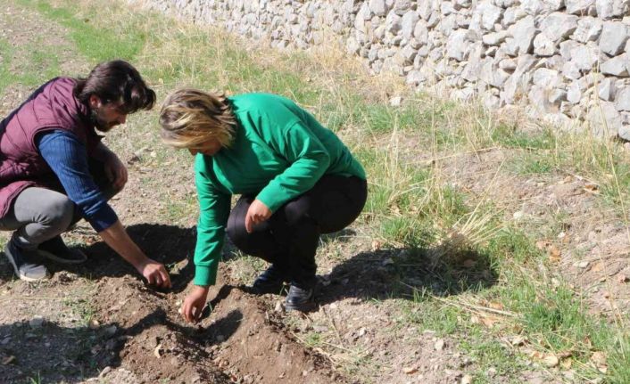 Akseki’de de lale soğanı üretilecek