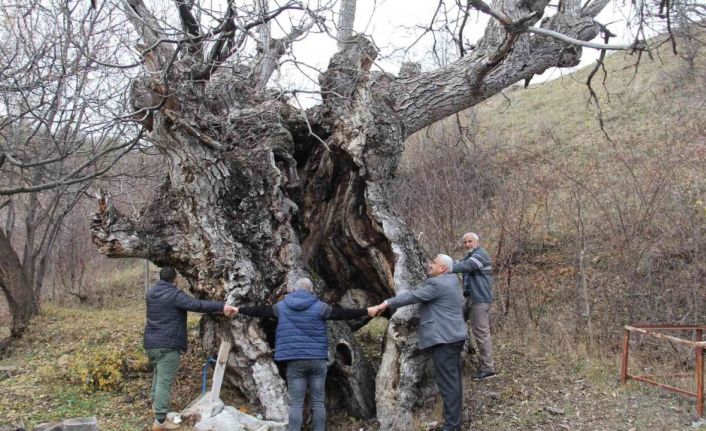 Asırlık ceviz ağaçları zamana meydan okuyor