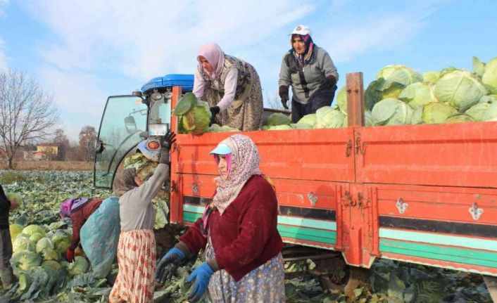 Ayaz gören lahanada satışlar arttı