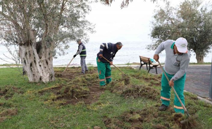 Balıkesir’de domuzlar sahili talan etti