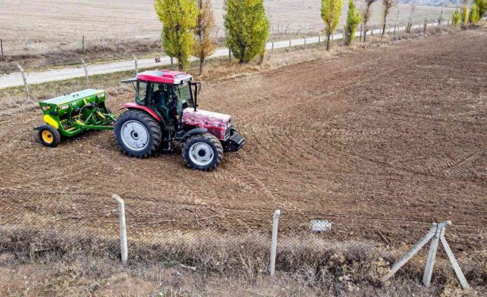 Buğday eken belediye ihtiyaç sahiplerine un dağıtacak