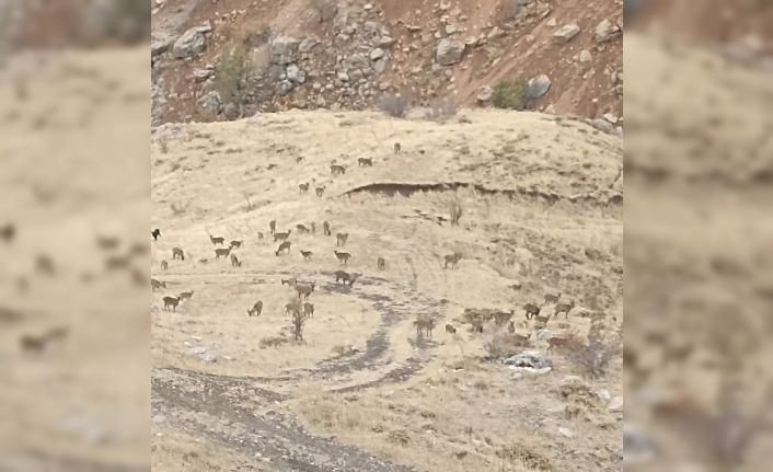 Dağ keçileri Sincik Boğazına indi