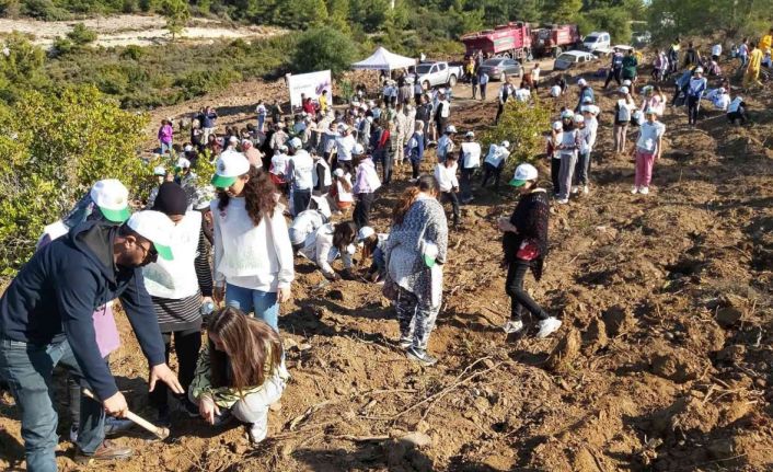 Datça’da bin adet harnup ve kızılçam fidanı dikildi