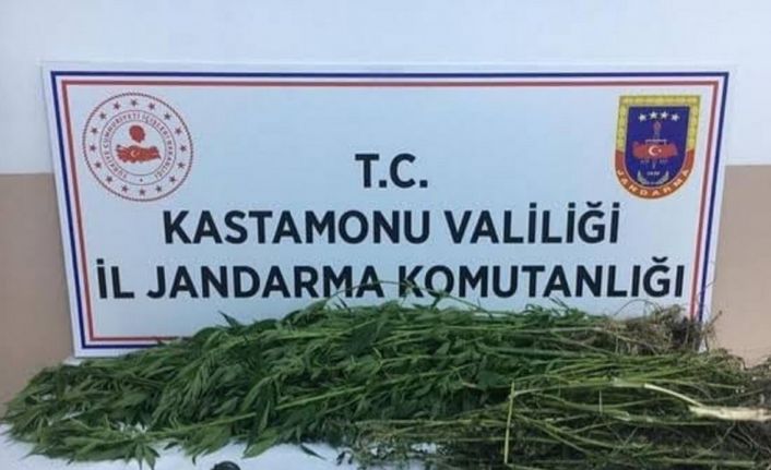 Kastamonu’da kenevir yetiştiren şahıslara operasyon: 3 gözaltı