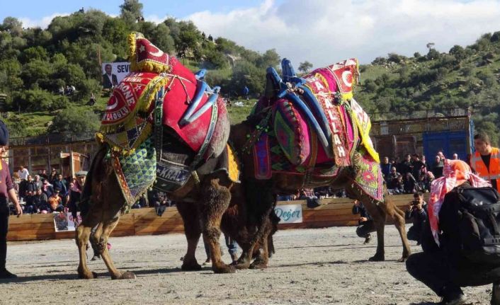 Koçarlı’da Deve Güreşi Festivali için geri sayım başladı