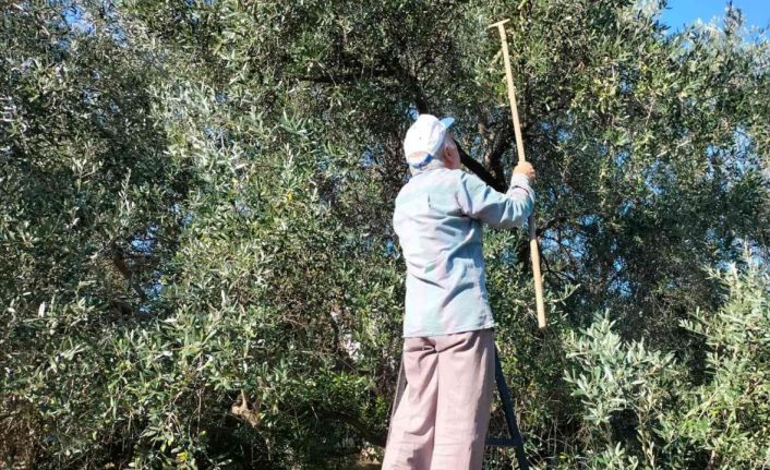 Köyceğiz’de yağış sonrası zeytin hasadı hızlandı