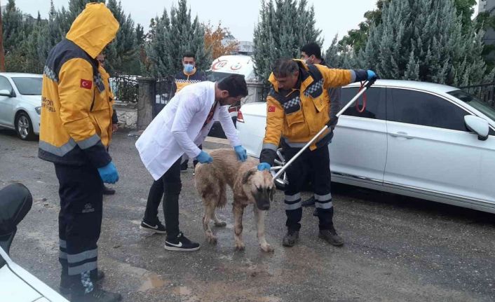 Kuduz aşılaması tamamlandı