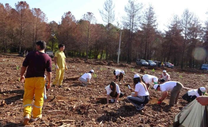 Marmaris’te yanan alanda 11 bin fidan dikildi