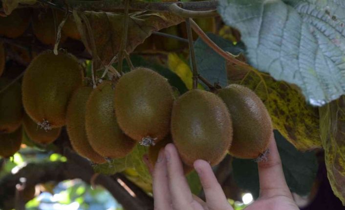 Ordu’da kivi hasadı başladı