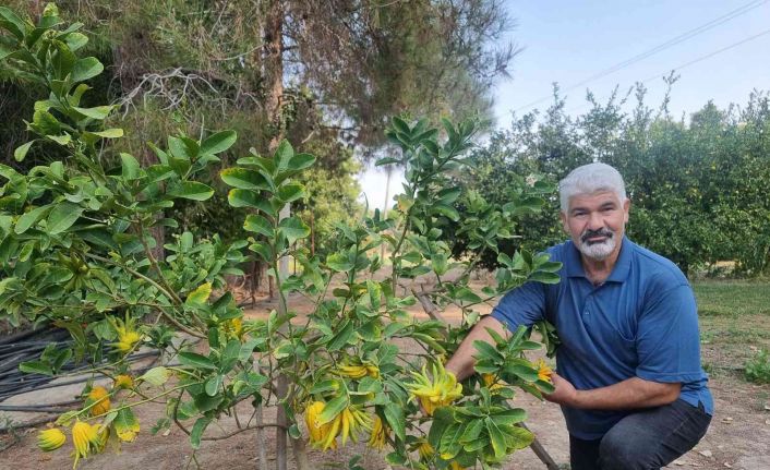 Parmaklı narenciye şaşkına çeviriyor