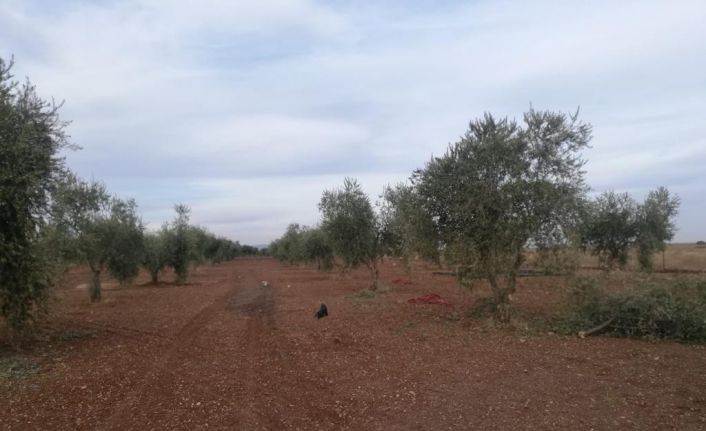 Roketin düştüğü zeytinlik zarar gördü