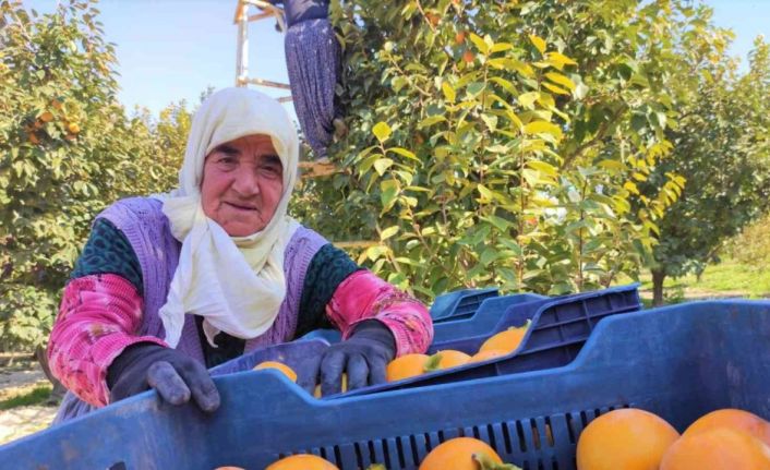 Torunun torunuyla akşama kadar tarlada hasat yapıyor