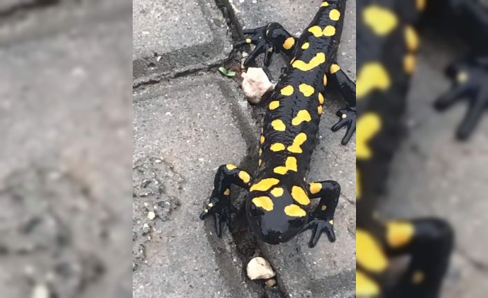 Adıyaman’da sarı benekli semender görüldü
