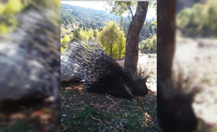 Aladağlar Milli Parkı’nda Oklu Kirpi Görüntülendi