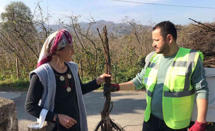 Altınordu’da üreticilere 100 bin adet ceviz fidanı