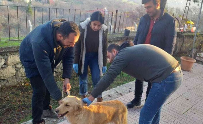 Elazığ’da evcil hayvanların çip ve pasaportlama çalışmaları sürüyor