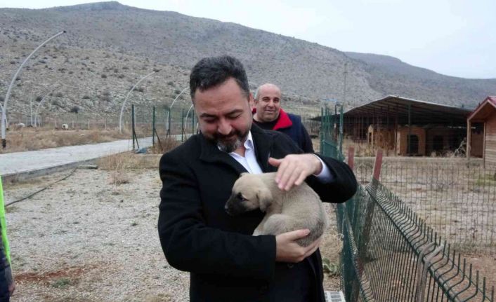 Elbistan Belediyesi başıboş köpekler için harekete geçti