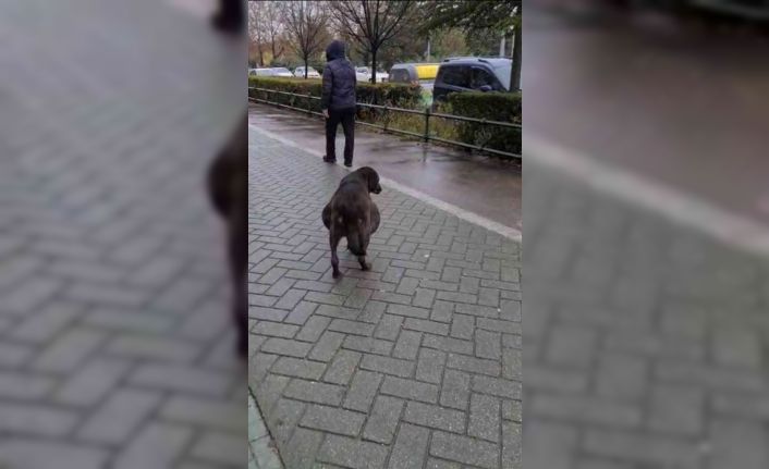 Hamile sanılan köpeğin karnından ödem çıktı