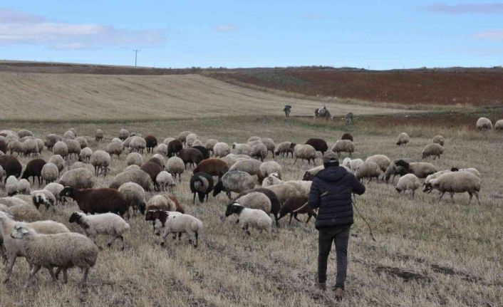 Kars’ta kar olmayınca hayvanlar meralara salındı