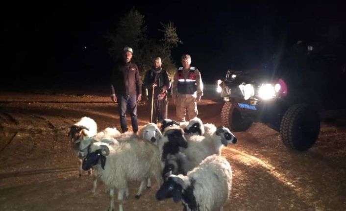 Kaybolan koyunları jandarma buldu