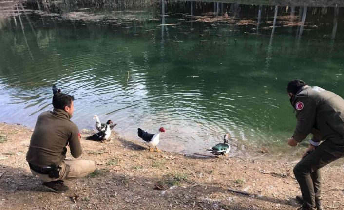 Mersin polisi soğuk kış günlerinde yaban hayvanlarını unutmuyor