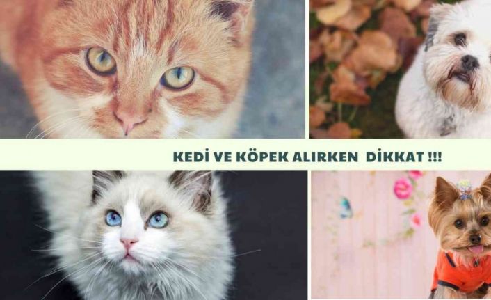 Sosyal medyadan kedi köpek sahibi olmak isteyenlerin mağduriyeti artıyor