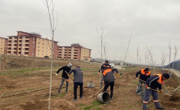 Sungurlu’da 500 ağaç toprakla buluştu