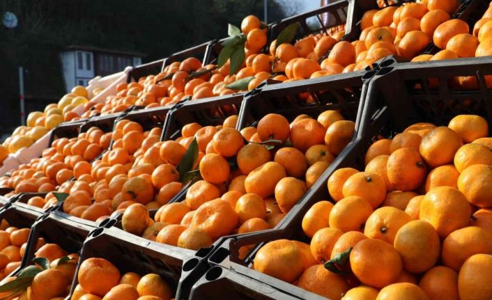 Tıpkı çay gibi Rize’de yetişiyor, tüm Türkiye tüketiyor