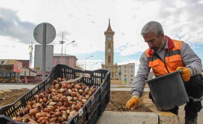 Van’da 54 bin lale soğanı dikildi