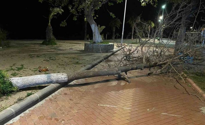 Fırtına Bodrum’da ağaçları devirdi