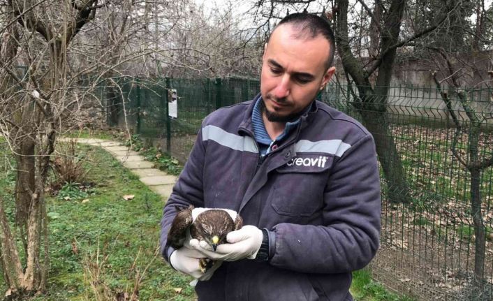 Jandarma ekiplerinin bulduğu yaralı doğan tedavi altında