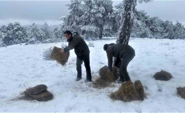 Kütahya OBM’den yaban hayvanlarına yem desteği