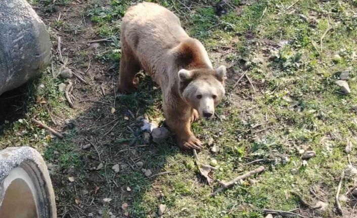 (Özel) Felç olan ayı, tedaviyle ayağa kalktı