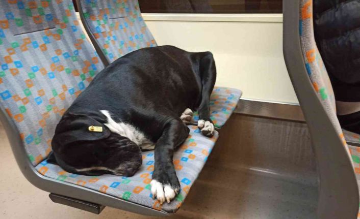 Sıcak tramvayda uyuyan köpek