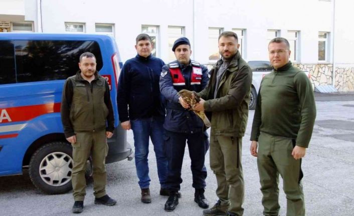 Yaralı halde bulunan kızıl şahin tedavi edildi