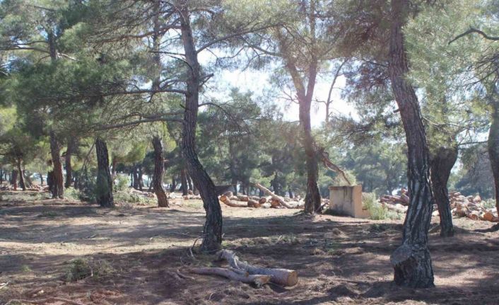 Aktaş Çamlığı’nda gençleştirme çalışması başladı