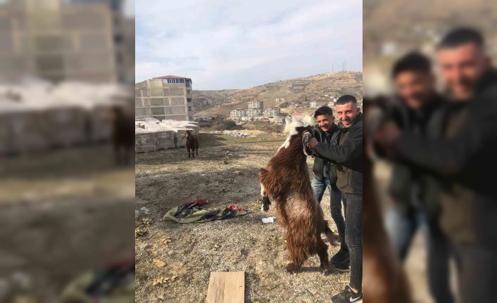 Enkazda kalan iki keçi 21 gün sonra kurtarıldı