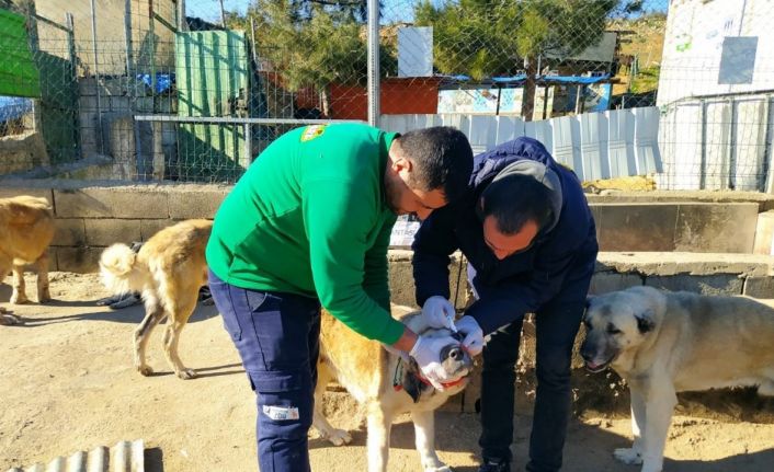 Sokak hayvanlarına sahip çıkıldı