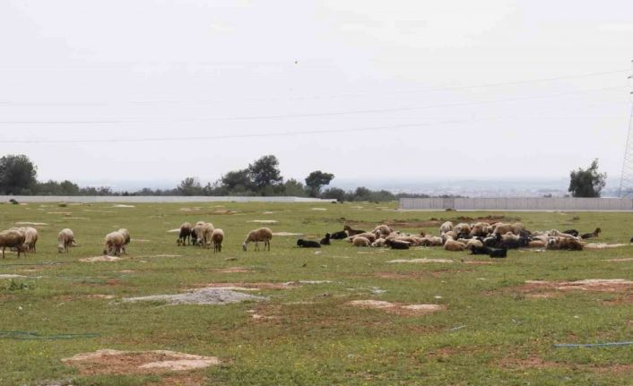 Aç kalan sokak köpekleri bir yılda 30 koyunu telef etti