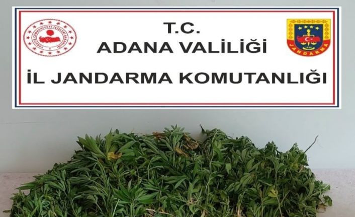 Adana’da 106 kök kenevir bitkisi ele geçirildi